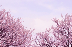梅8