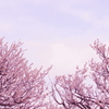 梅8