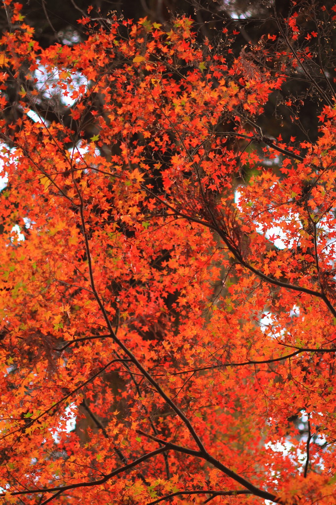 談山神社の紅葉(4)