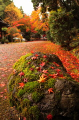 東福寺の紅葉(1)