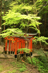 青椛と鳥居