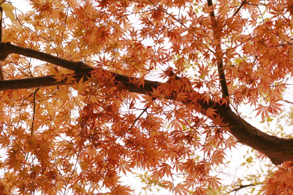 季節外れの紅葉詩
