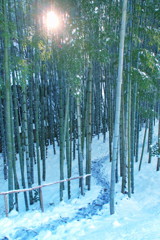 雪の竹林の道