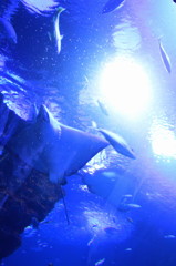 SEA　FLIGHT