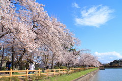 京都の桜(4)