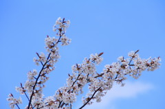 京都の桜(8)