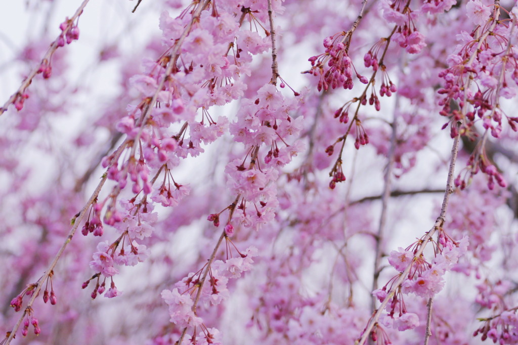 桜の思い出(1)