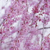 桜の思い出(1)