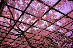平安神宮神苑の桜(1)