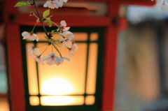 京都の桜2015(2)