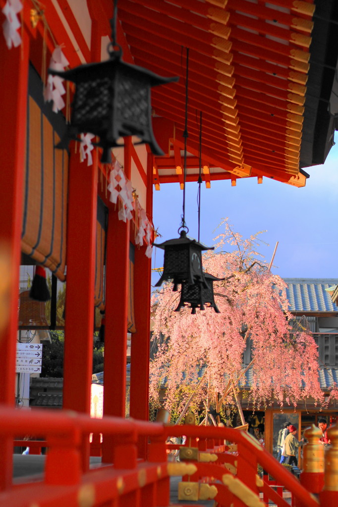 京都の桜2015(22)