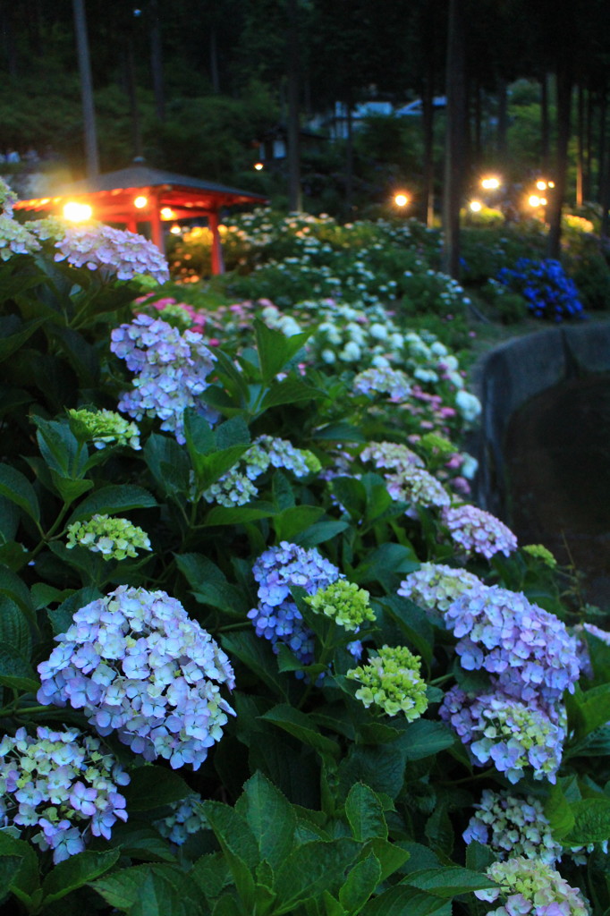 三室戸寺の紫陽花(５)