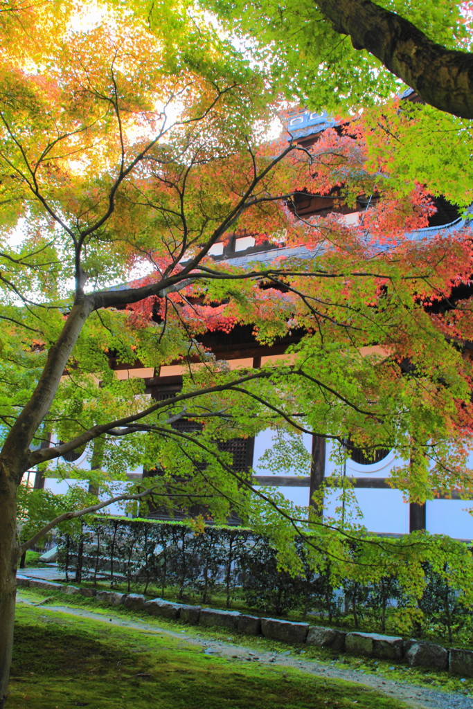 2016東福寺の紅葉(5)