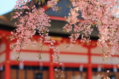 京都の桜2015(23)