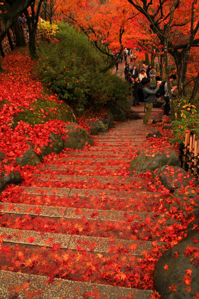 紅葉階段