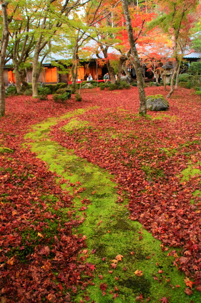 圓光寺の紅葉(4)