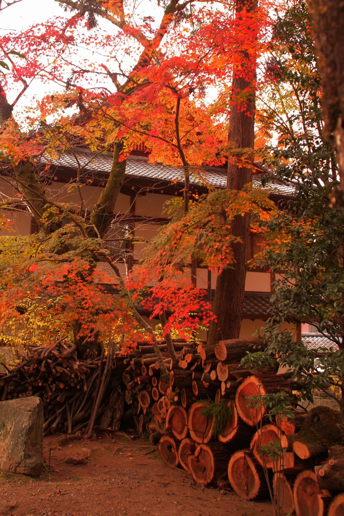 松尾大社の紅葉(3)