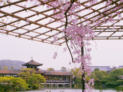 平安神宮神苑の桜(10)