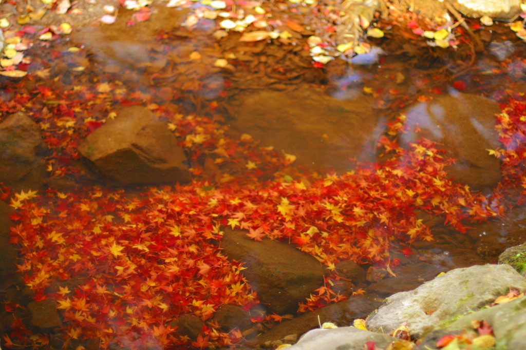 紅葉23