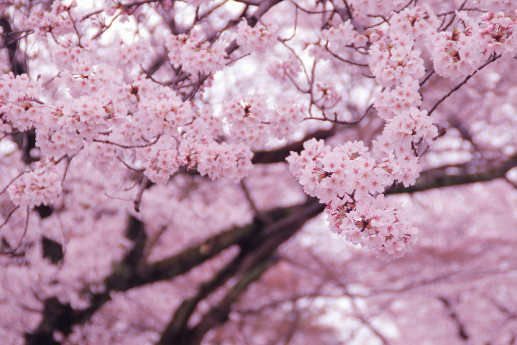 長岡天満宮の桜(2)