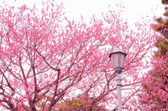 京都御所(5)
