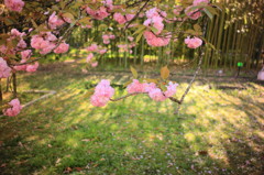 八重桜