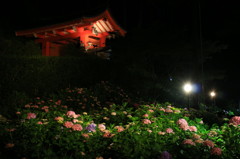 三室戸寺の紫陽花(１)