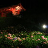 三室戸寺の紫陽花(１)