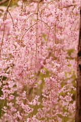 平安神宮神苑の桜(15)