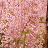 平安神宮神苑の桜(15)