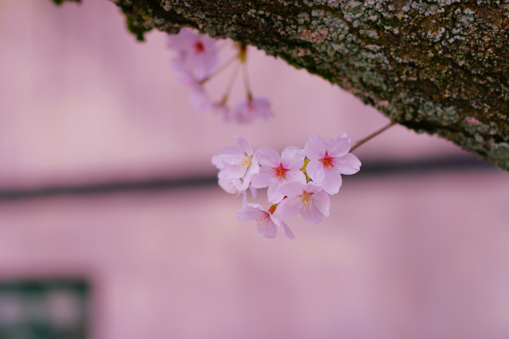 桜の思い出(3)