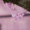 桜の思い出(3)