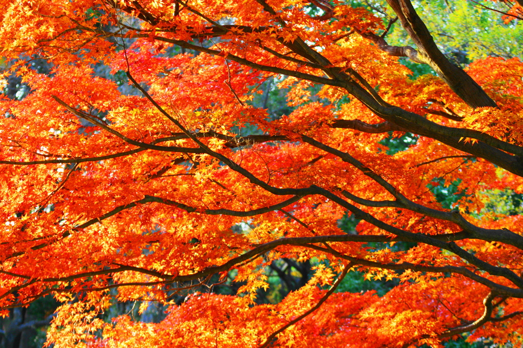 紅葉11