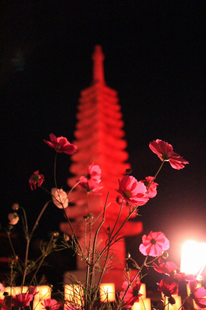 秋桜の夜祭