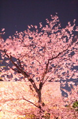 祇園白河の桜2016