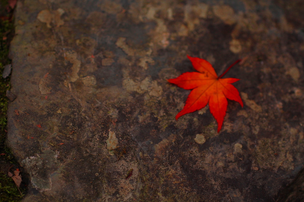 嵐山の紅葉②