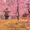 春に向かひて
