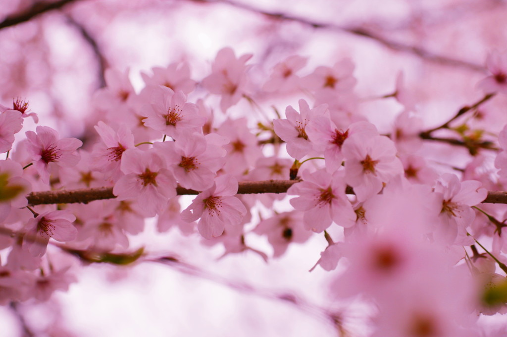 京都の桜2015(13)