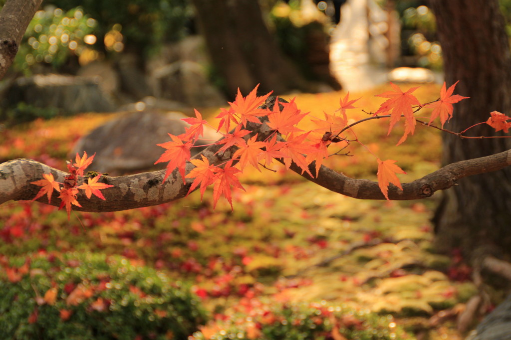 嵐山の紅葉⑦