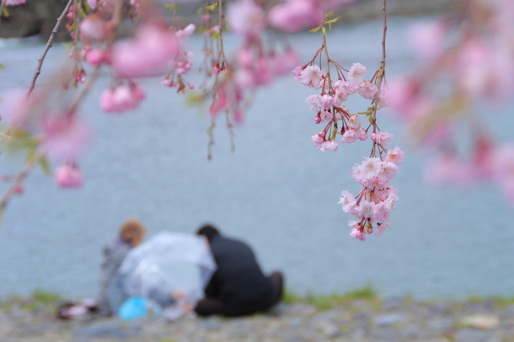 京都の桜(10)
