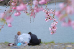 京都の桜(10)