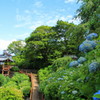 善峯寺の紫陽花(7)