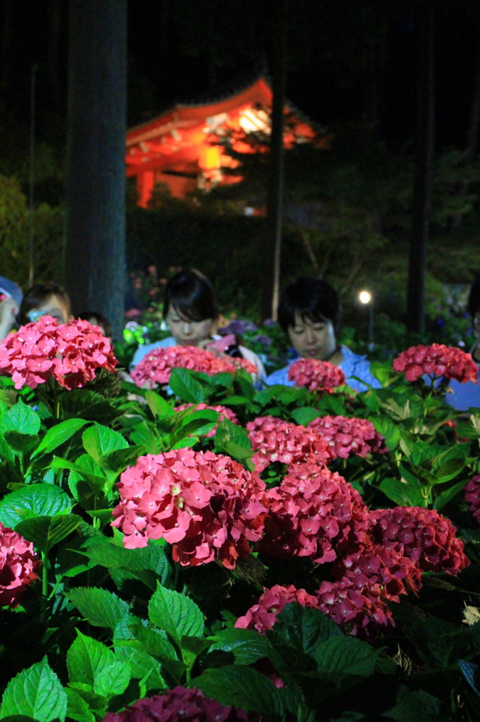 三室戸寺の紫陽花(２)