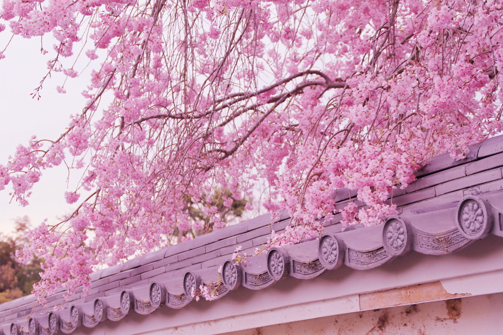 正法寺の桜