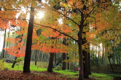 東福寺の紅葉①