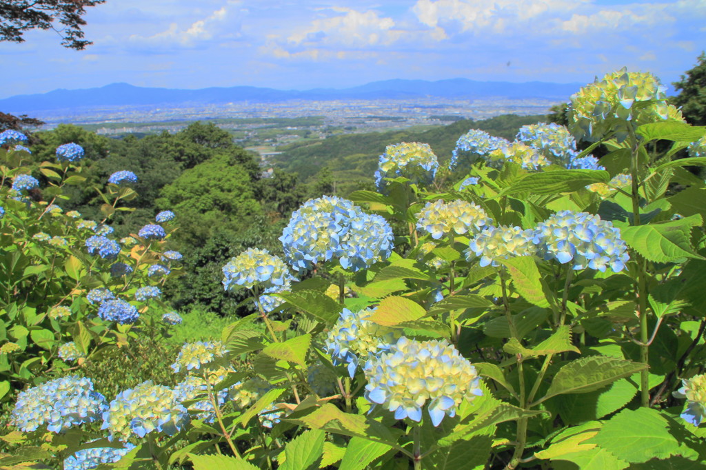 善峯寺の紫陽花(10)
