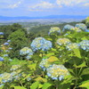 善峯寺の紫陽花(10)