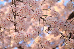 京都の桜(2)