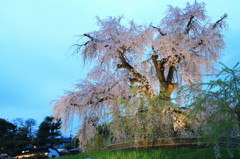 京都の桜2015(9)