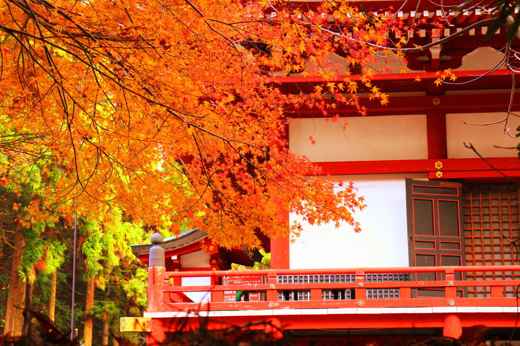 延暦寺大講堂の紅葉